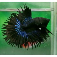 Петух коронохвостый черный (Betta splendens) - 5-6см