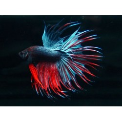 Петух коронохвостый отборной импорт (Betta splendens) - 6см