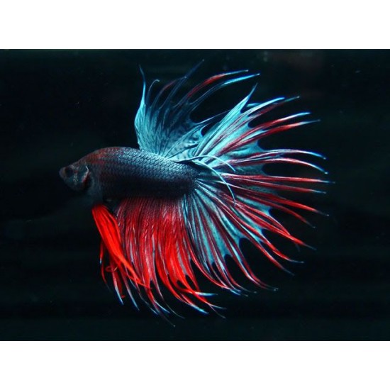 Фото Петух коронохвостый отборной (Betta splendens) - 6см Смотреть