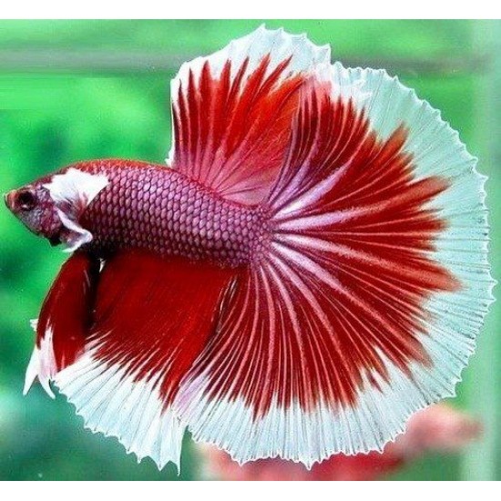 Фото Петух супер дельта (Betta splendens) - 5-6см Смотреть