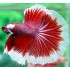 Петух супер дельта импорт (Betta splendens) - 5-6см
