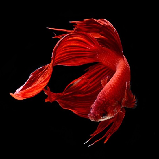 Фото Петух вуалевый красный, синий, зеленый импорт (Betta splendens) - 5-6см Смотреть