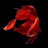 Петух вуалевый красный, синий, зеленый импорт (Betta splendens) - 5-6см