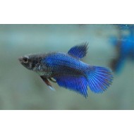 Петушок (Betta splendens) - 3см