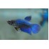 Петушок (Betta splendens) - 3см