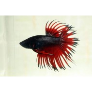 Петушок коронохвостый (Betta splendens) - 3см