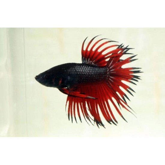 Фото Петушок коронохвостый (Betta splendens) - 3см Смотреть