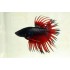 Петушок коронохвостый (Betta splendens) - 3см