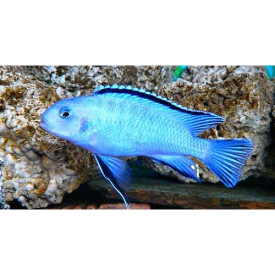 Фото Пиндани (Pseudotropheus socolofi) - 2,5-3см labeo.com.ua
