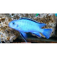 Пиндани (Pseudotropheus socolofi) - 4см
