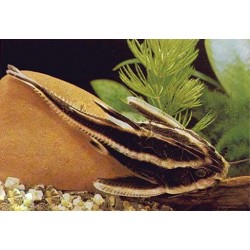 Платидорас полосатый (Platydoras costatus) - 4см
