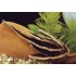 Платидорас полосатый (Platydoras costatus) - 4см