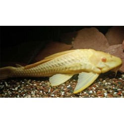 Плекостомус альбинос (Hypostomus plecostomus albino) - 6см