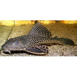Плекостомус (Hypostomus plecostomus) - 5.5-6см