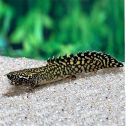 Полиптерус Орнатипинис (Polypterus ornatipinnis) - 9-10см