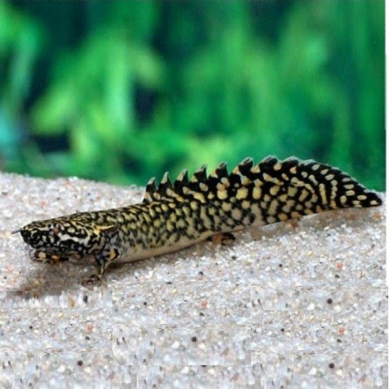 Фото Полиптерус Орнатипинис (Polypterus ornatipinnis) - 9-10см Смотреть