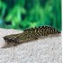 Полиптерус Орнатипинис (Polypterus ornatipinnis) - 9-10см