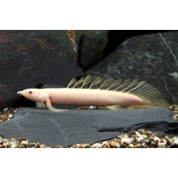 Полиптерус сенегальский альбинос (Polypterus senegalus albino) - 9-10см