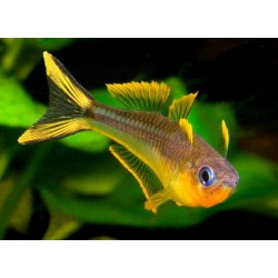 Попондетта фурката (Pseudomugil furcatus) - 2,5-3см