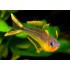 Попондетта фурката (Pseudomugil furcatus) - 2,5-3см