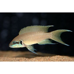 Принцесса бурунди (Neolamprologus brichardi) - 3см