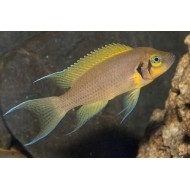 Принцесса желтая Даффодил (Neolamprologus sp. daffodil) - 5-6см