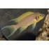 Принцесса желтая Даффодил (Neolamprologus sp. daffodil) - 5-6см