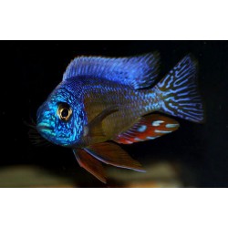 Протомелас тайвань риф (Protomelas spec. 'steveni Taiwan Reef') - 4,5-5см