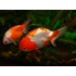 Ранчу красный, ситец (Carassius auratus) - 4,5-5см