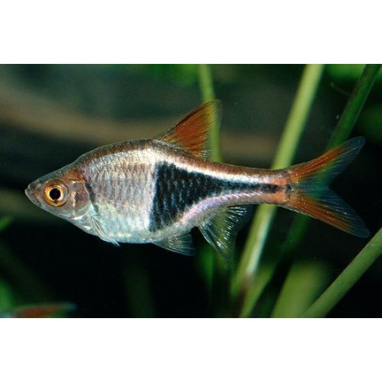 Фото Расбора гетероморфа клинопятнистая (Rasbora heteromorpha) - 2см labeo.com.ua