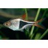 Расбора гетероморфа клинопятнистая (Rasbora heteromorpha) - 2см