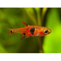Расбора макулата (Rasbora maculata) - 1-1,5см