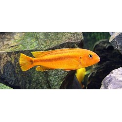 Рэд йохани (Melanochromis Johanni Red) - 2-3см