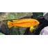 Рэд йохани (Melanochromis Johanni Red) - 2-3см