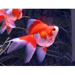 Риукин красно-белый  (Carassius auratus) - 4см