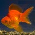 Риукин микс   (Carassius auratus) - 4см