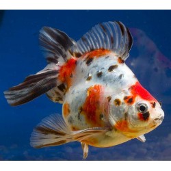 Риукин ситцевый яркий, импорт (Carassius auratus) - 5-6см
