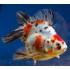 Риукин ситцевый яркий, импорт (Carassius auratus) - 5-6см
