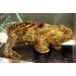 Рыба лев (Halophryne trispinosus) - 13-16см