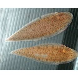 Рыба язык (Synaptura lusitanica) - 5-7см