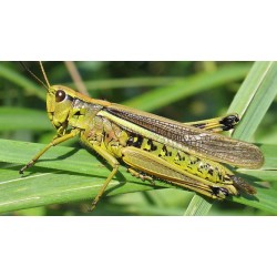 Саранча перелетная (Locusta migratoria), шт.