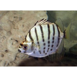 Селенотока (Selenotoca multifasciata) - 2-3см