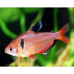 Серпас (Hyphessobrycon eques) - 2,5-3см