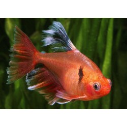 Серпас вуалевый (Hyphessobrycon eques) - 3см
