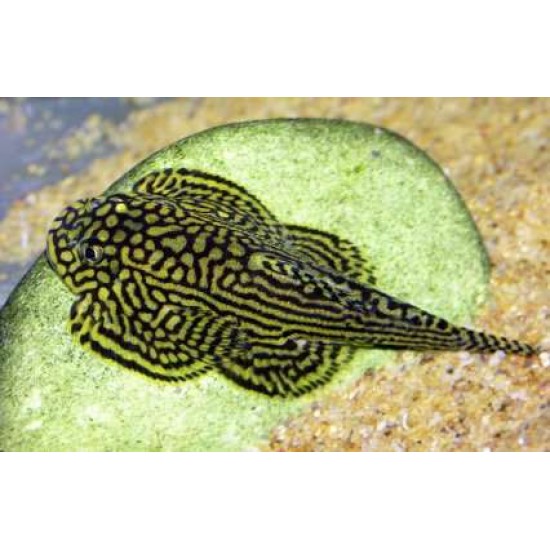 Фото Севелия (Sewellia lineolata) - 3см Смотреть