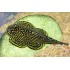 Севелия (Sewellia lineolata) - 3см