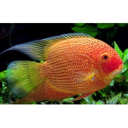 Северум красный жемчуг (Heros severum var. "Red Perl") - 3-4см