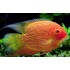 Северум красный жемчуг (Heros severum var. "Red Perl") - 3-4см