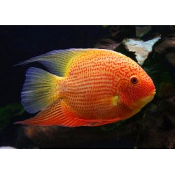 Северум красный жемчуг  (Heros severum var. "Red Perl") - 4-5см