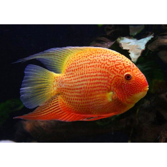 Фото Северум красный жемчуг  (Heros severum var. "Red Perl") - 4-5см Смотреть